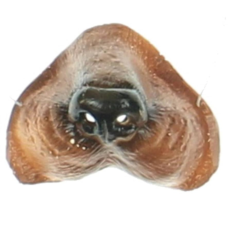 Dog Nose