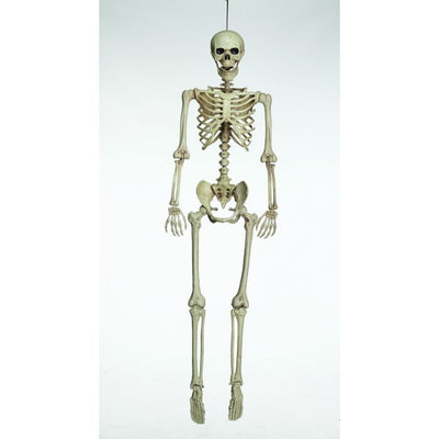 5 Ft. Articulated Natural Skeleton