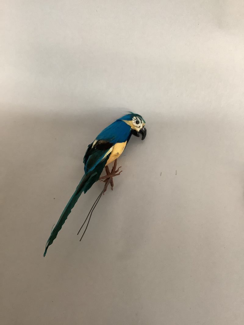 Macaw Craft Supply- Blue