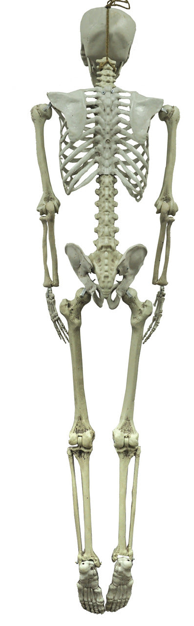 5 Ft Hanging Skeleton