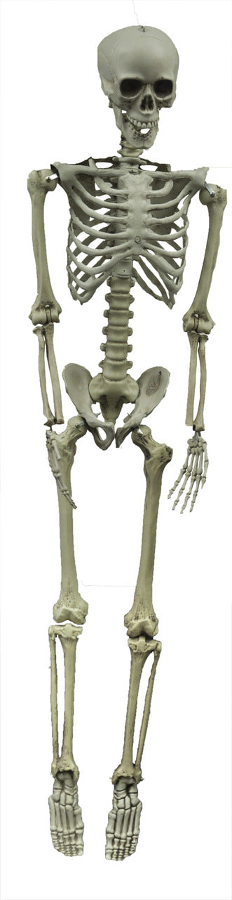 5 Ft Hanging Skeleton